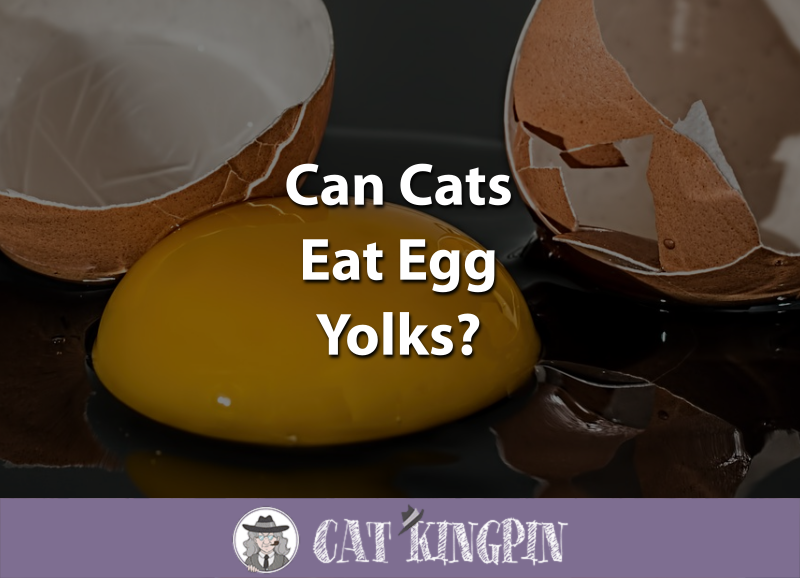 can cats eat egg yolks