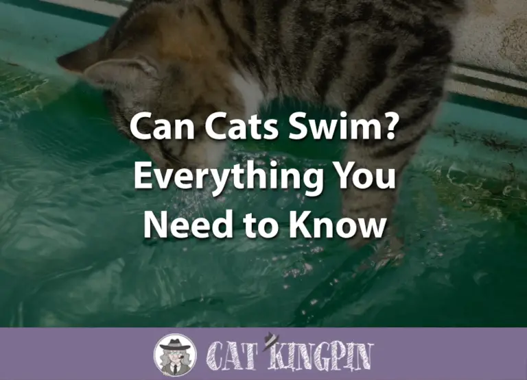 Can Cats Swim? – Everything You Need To Know