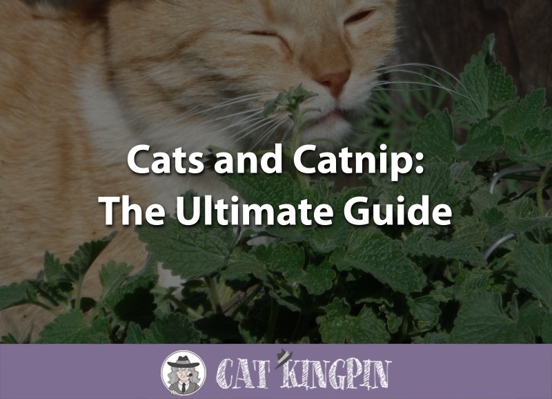 cats and catnip