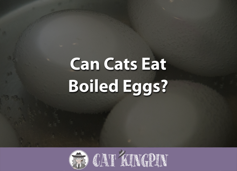 Can Cats Eat Boiled Eggs?