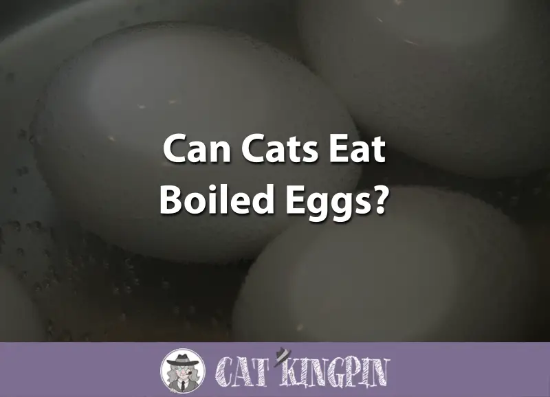 Can Cats Eat Boiled Eggs