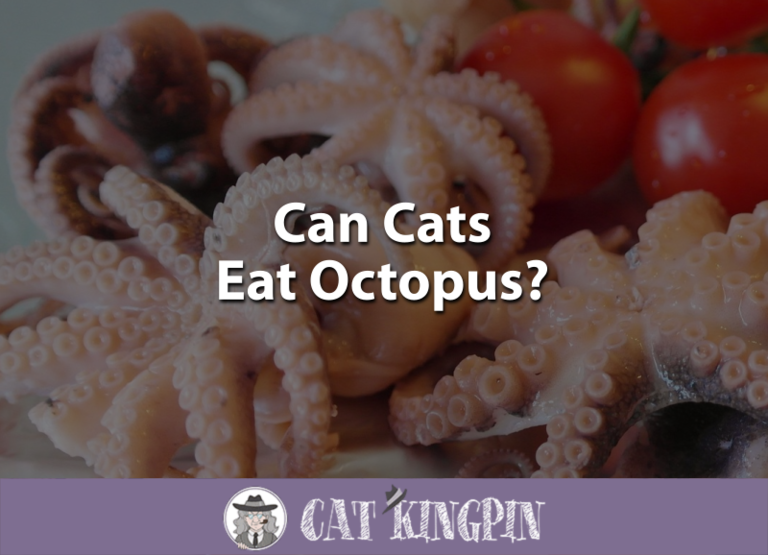Can Cats Eat Octopus?