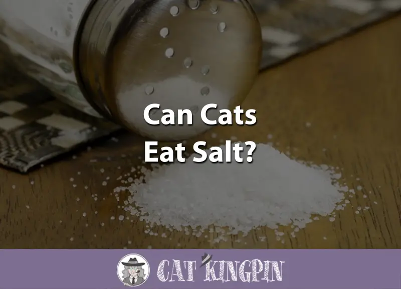 Can Cats Eat Salt