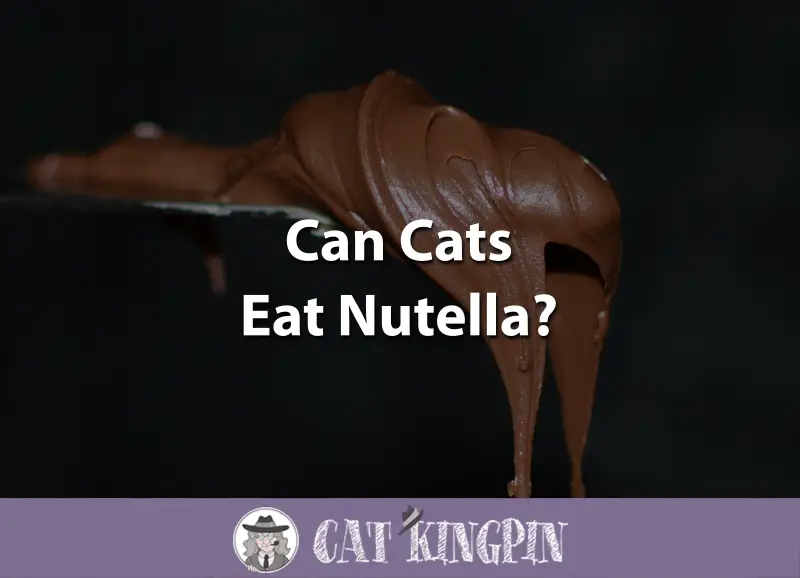 Can Cats Eat Nutella