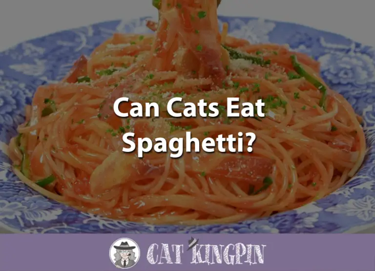 Can Cats Eat Spaghetti?