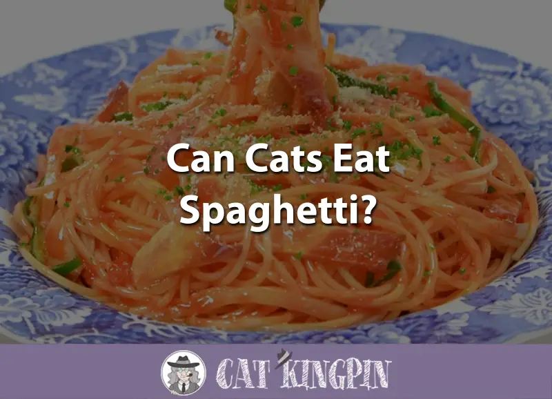 Can Cats Eat Spaghetti