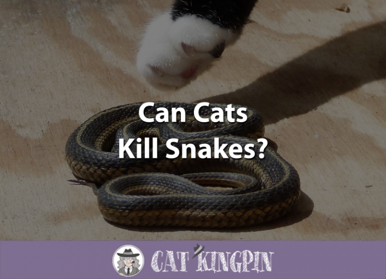 Can Cats Kill Snakes?