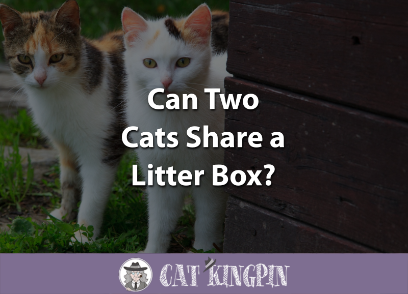 Can Two Cats Share a Litter Box