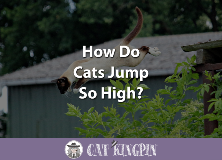 How Do Cats Jump So High?