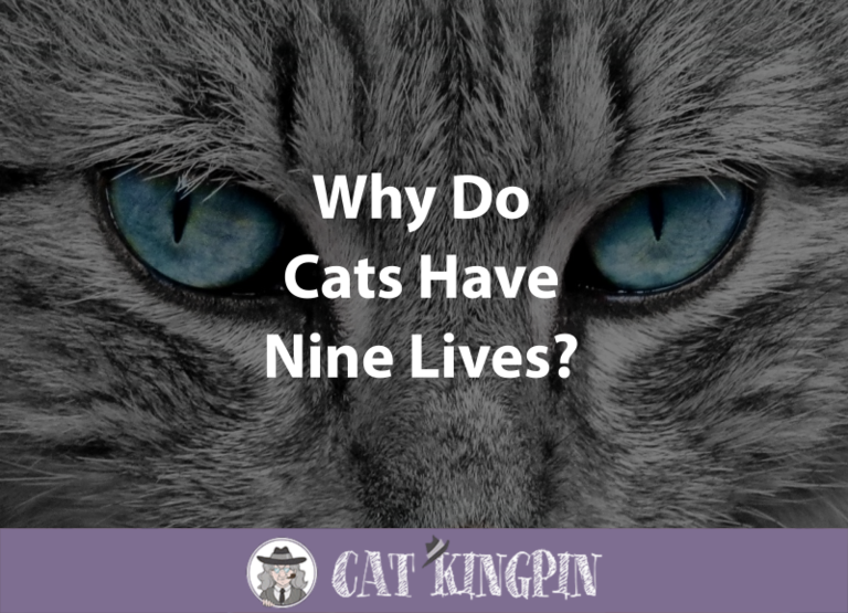 Why Do Cats Have Nine Lives?