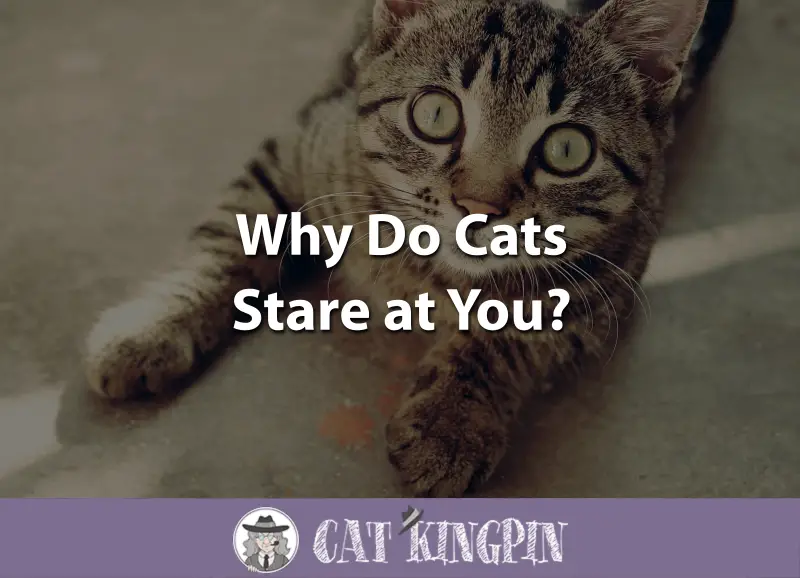 Why Do Cats Stare at You