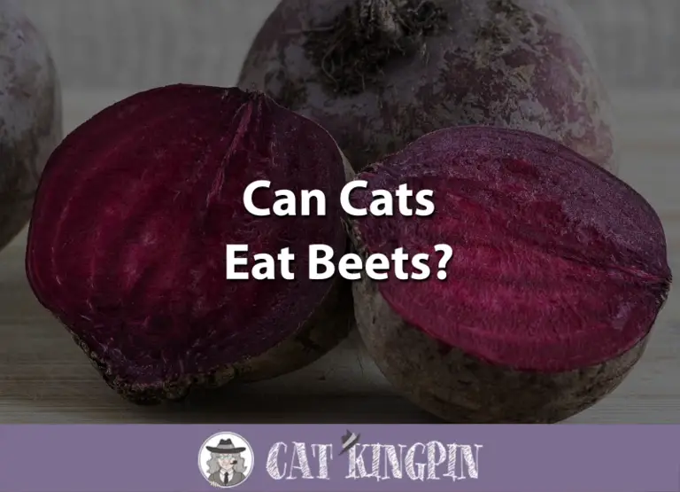 Can Cats Eat Beets?