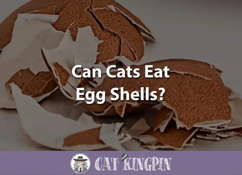 Can Cats Eat Egg Shells
