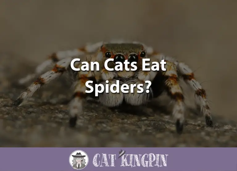 Can Cats Eat Spiders?