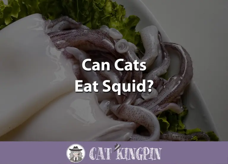 Can Cats Eat Squid?