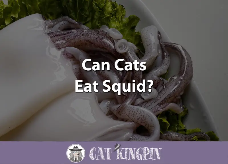 Can Cats Eat Squid