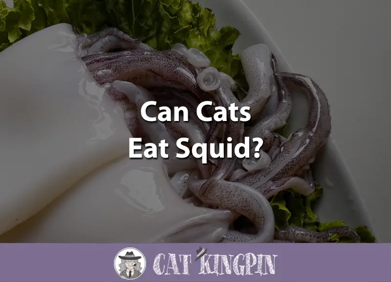 can-cats-eat-squid-cat-kingpin