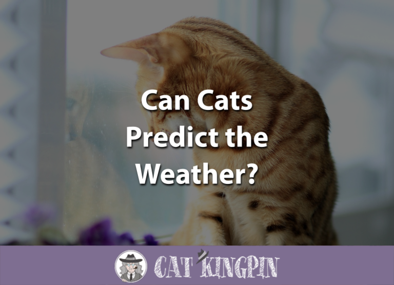Can Cats Predict the Weather?