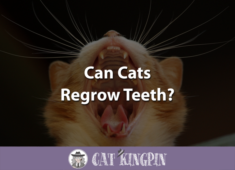 Can Cats Regrow Teeth?
