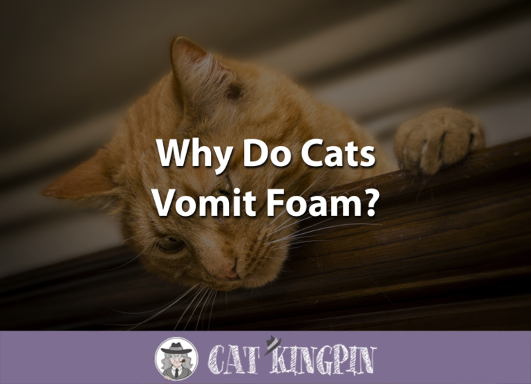 Why Do Cats Vomit Foam?