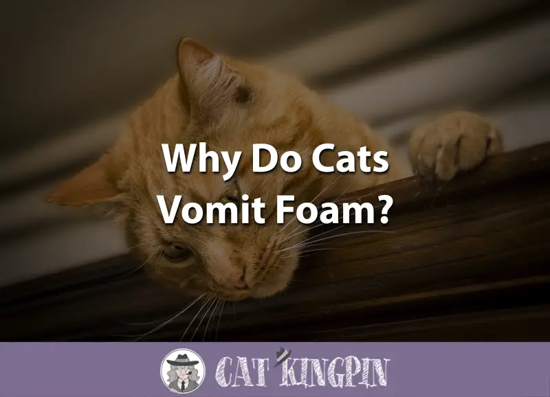 Why Do Cats Vomit Foam