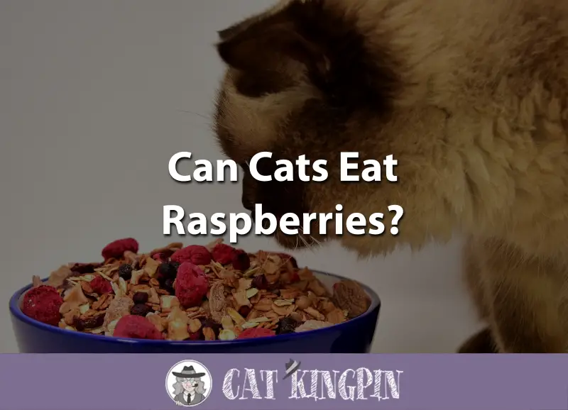 Can Cats Eat Raspberries