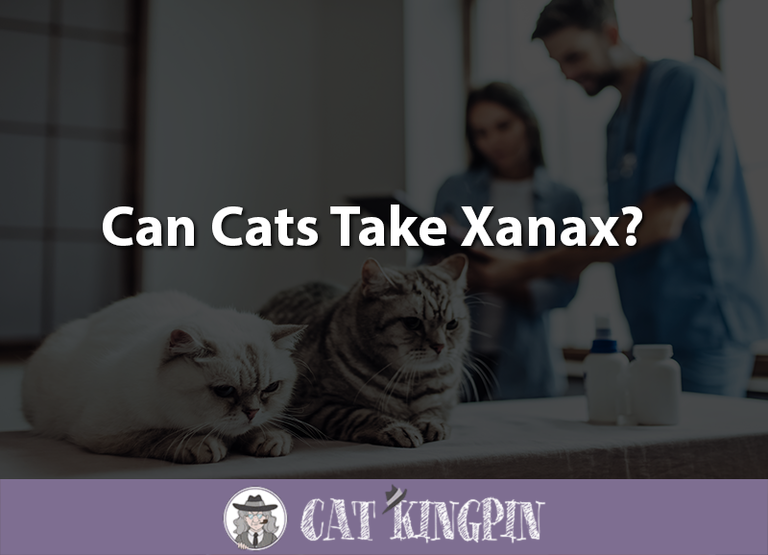 Can Cats Take Xanax?