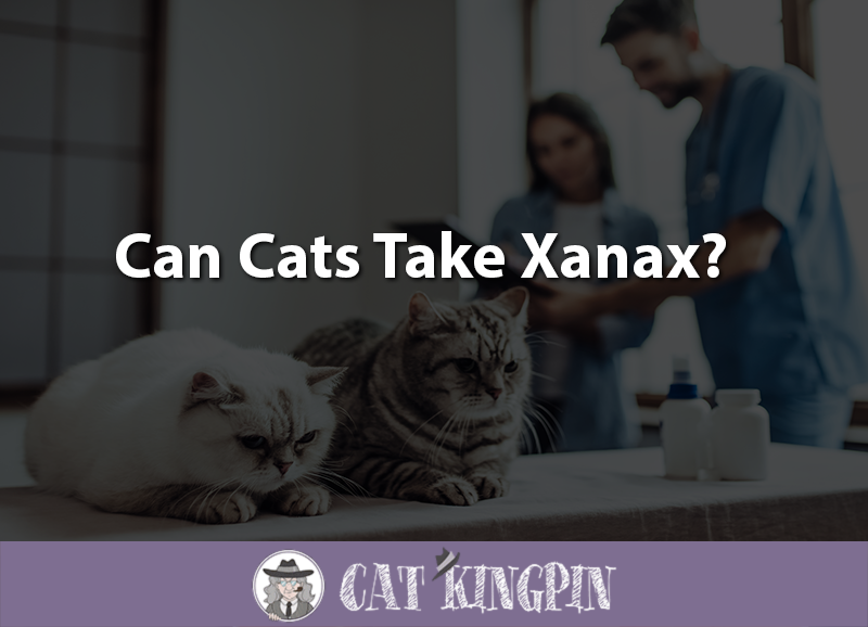 Can Cats Take Xanax? Cat Kingpin