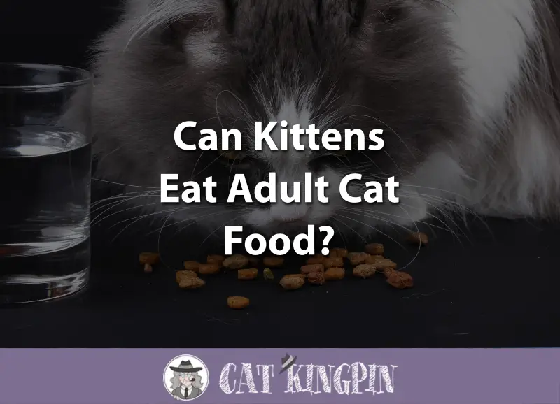 Can Kittens Eat Adult Cat Food