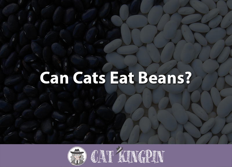Can Cats Eat Beans