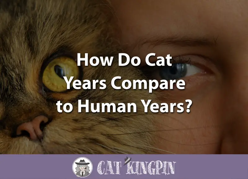 How Do Cat Years Compare to Human Years