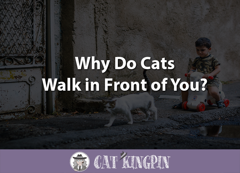 Why Do Cats Walk in Front of You?