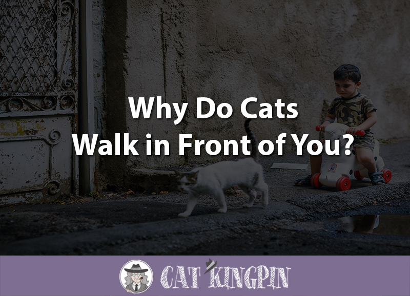 Why Do Cats Walk in Front of You
