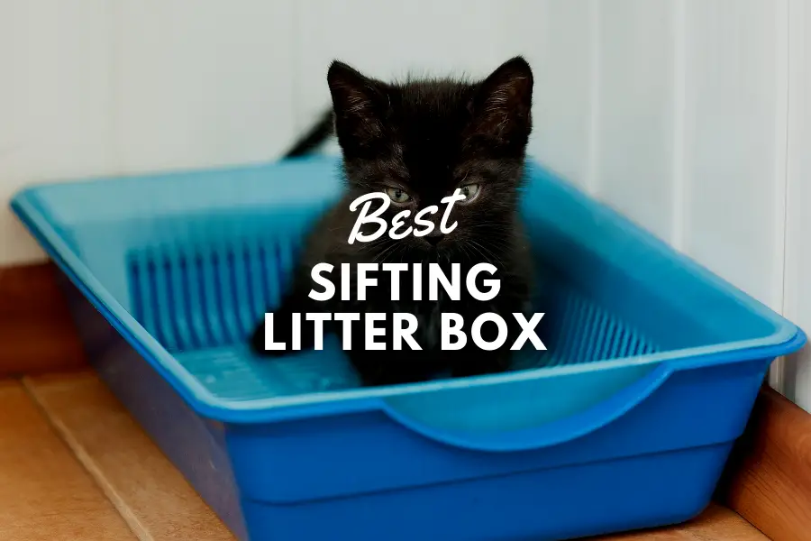 best sifting litter box