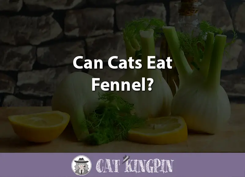 Can Cats Eat Fennel