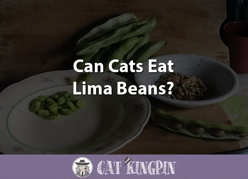 Can Cats Eat Lima Beans