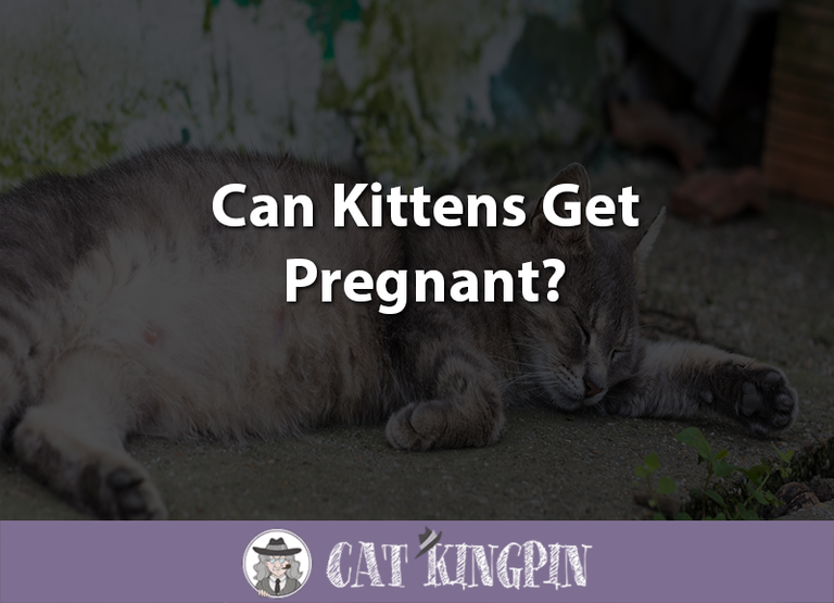 Can Kittens Get Pregnant?