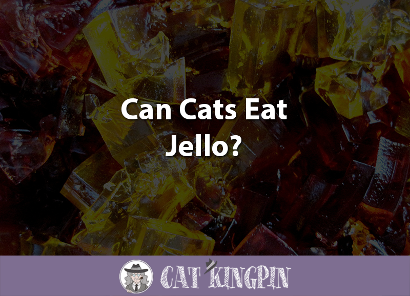 Can Cats Eat Jello