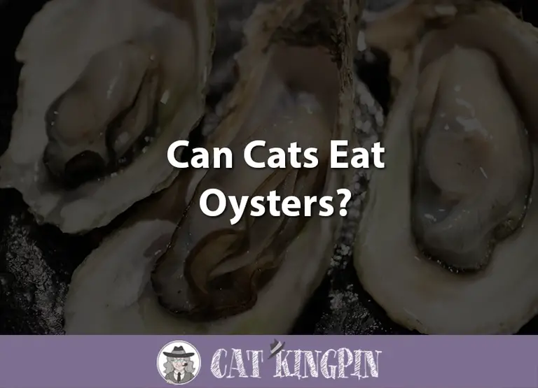 Can Cats Eat Oysters?
