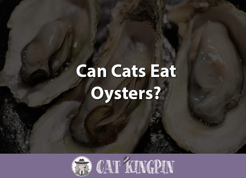 Can Cats Eat Oysters