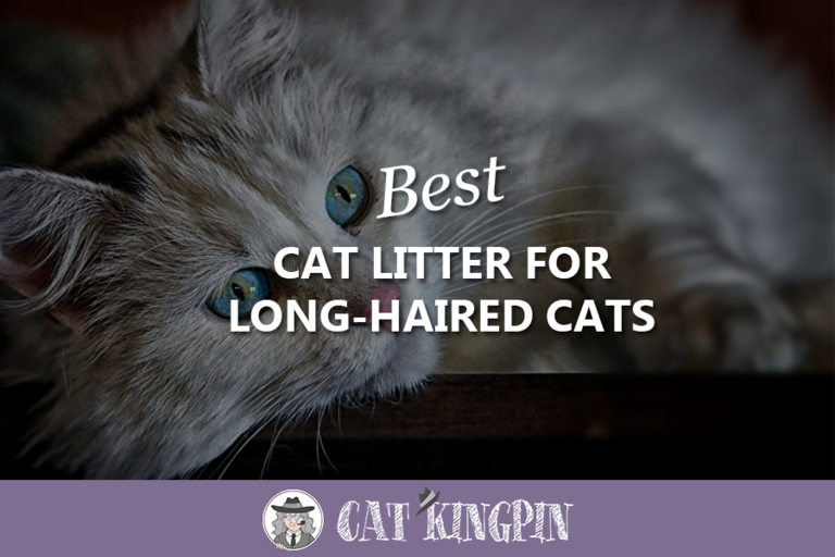 Best Cat Litter For Long-Haired Cats