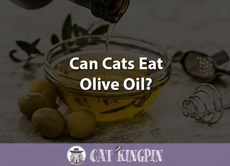 Can Cats Eat Olive Oil