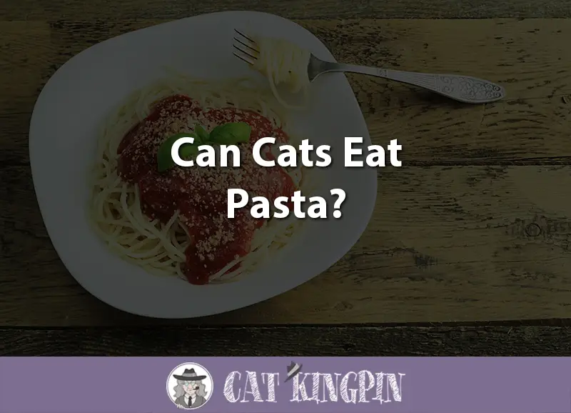 Can Cats Eat Pasta