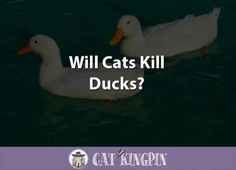 Will Cats Kill Ducks?
