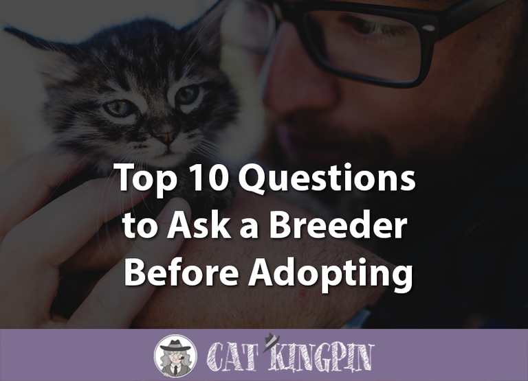 10 Questions to Ask a Breeder Before Adopting a Kitten
