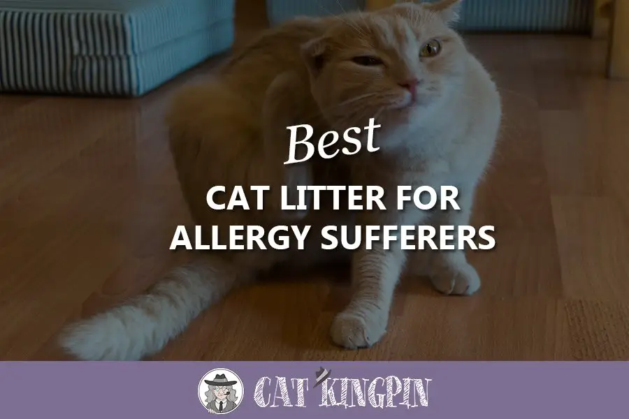 Best Cat Litter For Allergy Sufferers
