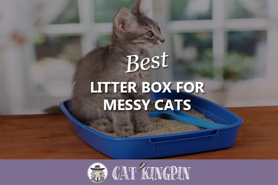 Best Litter Box For Messy Cats