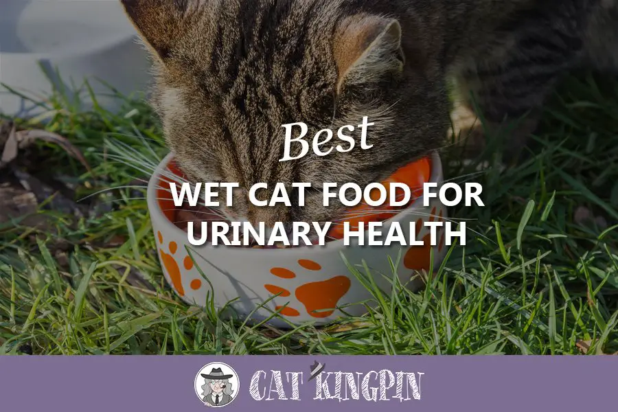 Best Wet Cat Food For Urinary Health