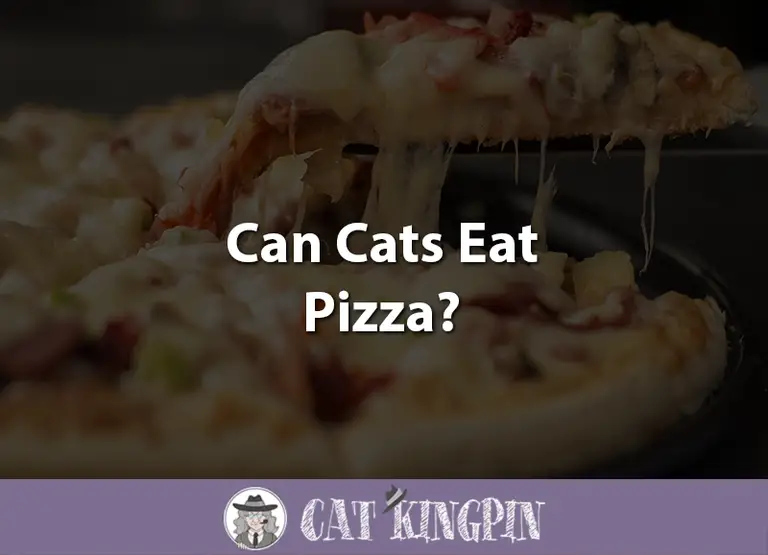 Can Cats Eat Pizza?