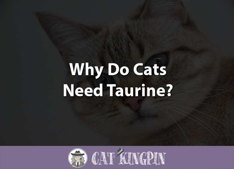 Why Do Cats Need Taurine?